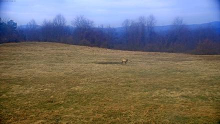 Tennessee Elk Live Webcam - Dec 23, 2025, 3:19pm EST