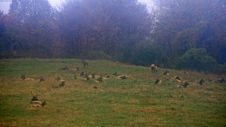 Tennessee Elk Live Webcam - Oct 30, 2025, 11:43am EDT