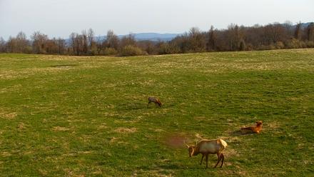 Tennessee Elk Live Webcam - Mar 21, 2026, 9:42am EDT