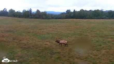 Tennessee Elk Live Webcam - Oct 17, 2026, 8:35am EDT
