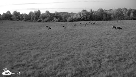 Tennessee Elk Live Webcam - Apr 30, 2026, 8:40pm EDT