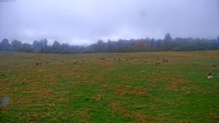 Tennessee Elk Live Webcam - Oct 27, 2025, 3:53pm EDT