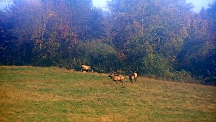 Tennessee Elk Live Webcam - Oct 22, 2025, 9:57am EDT