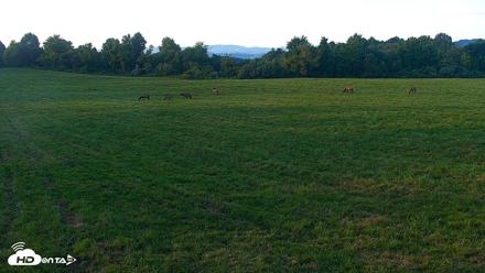 Tennessee Elk Live Webcam - Aug 19, 2026, 7:42pm EDT