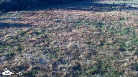 Tennessee Elk Live Webcam - Oct 22, 2026, 5:29pm EDT