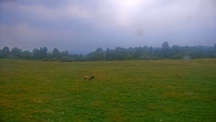 Tennessee Elk Live Webcam - Sep 22, 2025, 6:53pm EDT