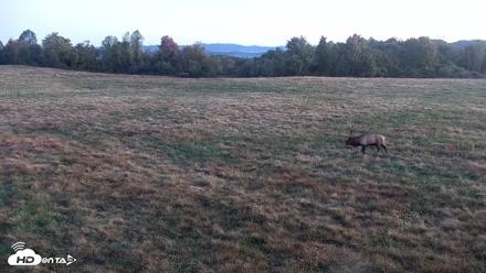 Tennessee Elk Live Webcam - Oct 22, 2026, 7:35am EDT