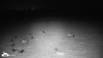 Tennessee Elk Live Webcam - Apr 14, 2026, 3:15am EDT