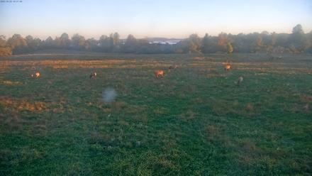 Tennessee Elk Live Webcam - Oct 20, 2025, 8:04am EDT