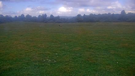 Tennessee Elk Live Webcam - Sep 26, 2025, 3:31pm EDT