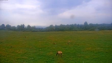 Tennessee Elk Live Webcam - Sep 21, 2025, 6:00pm EDT