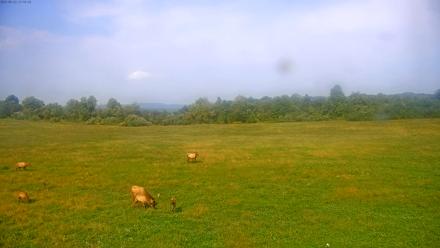 Tennessee Elk Live Webcam - Sep 22, 2025, 3:26pm EDT