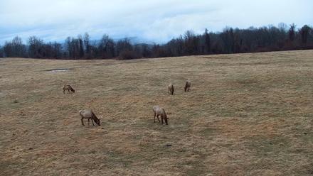 Tennessee Elk Live Webcam - Feb 18, 2026, 6:27pm EST