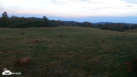 Tennessee Elk Live Webcam - Oct 26, 2026, 6:40pm EDT