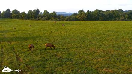 Tennessee Elk Live Webcam - Aug 23, 2026, 7:04pm EDT