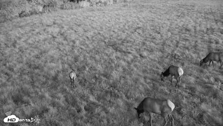 Tennessee Elk Live Webcam - Oct 22, 2026, 7:30am EDT