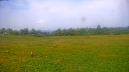 Tennessee Elk Live Webcam - Sep 22, 2025, 3:24pm EDT