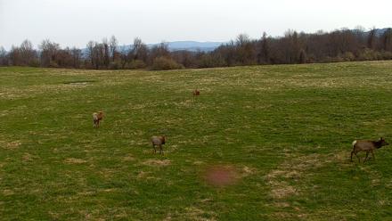 Tennessee Elk Live Webcam - Mar 21, 2026, 9:25am EDT