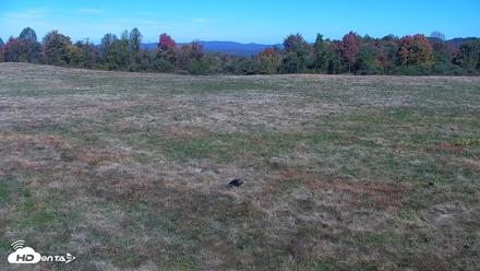 Tennessee Elk Live Webcam - Oct 27, 2026, 12:59pm EDT