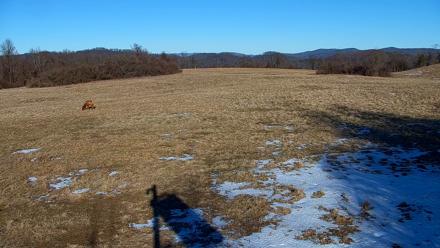 Tennessee Elk Live Webcam - Feb 7, 2026, 4:34pm EST
