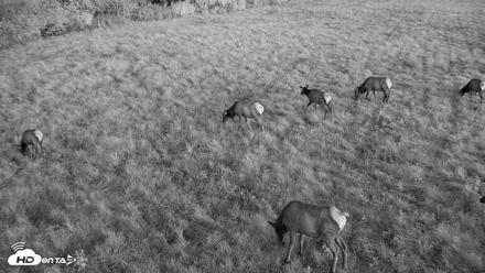 Tennessee Elk Live Webcam - Oct 22, 2026, 7:32am EDT