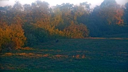 Tennessee Elk Live Webcam - Oct 14, 2025, 7:54am EDT