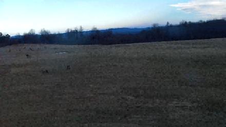 Tennessee Elk Live Webcam - Jan 18, 2026, 9:22am EST