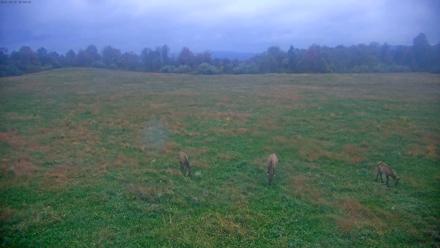 Tennessee Elk Live Webcam - Oct 19, 2025, 7:44am EDT
