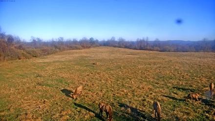 Tennessee Elk Live Webcam - Nov 17, 2025, 8:58am EST