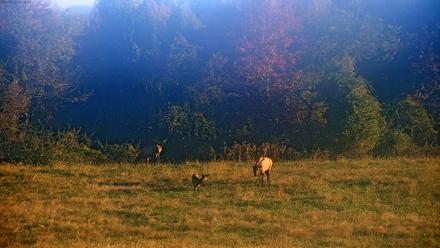 Tennessee Elk Live Webcam - Oct 22, 2025, 8:55am EDT