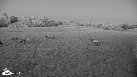 Tennessee Elk Live Webcam - Oct 7, 2026, 7:35pm EDT