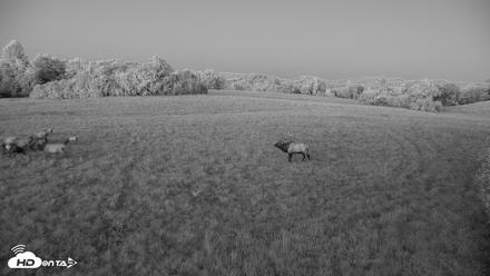 Tennessee Elk Live Webcam - Oct 7, 2026, 7:36pm EDT