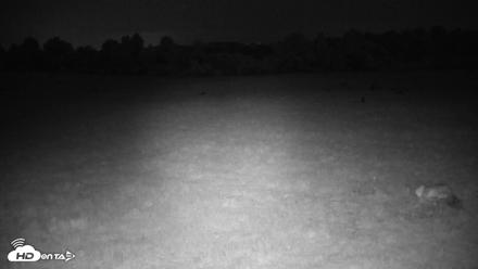 Tennessee Elk Live Webcam - May 3, 2026, 12:28am EDT