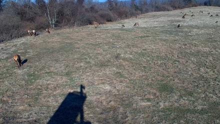 Tennessee Elk Live Webcam - Jan 18, 2026, 9:59am EST