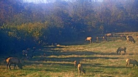 Tennessee Elk Live Webcam - Nov 3, 2025, 3:24pm EST