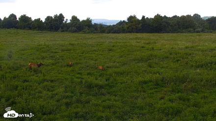Tennessee Elk Live Webcam - Aug 6, 2026, 5:23pm EDT