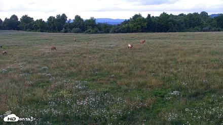 Tennessee Elk Live Webcam - May 27, 2026, 8:30pm EDT