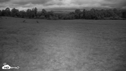 Tennessee Elk Live Webcam - Oct 16, 2026, 7:28pm EDT