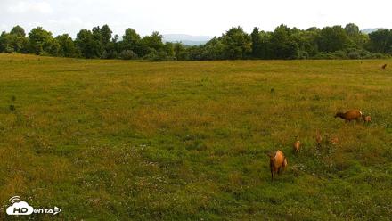 Tennessee Elk Live Webcam - Jun 29, 2026, 9:54am EDT
