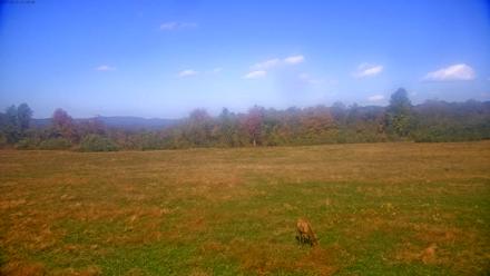 Tennessee Elk Live Webcam - Oct 23, 2025, 2:50pm EDT