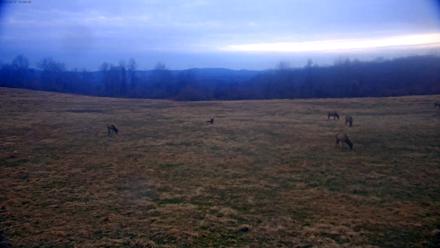 Tennessee Elk Live Webcam - Dec 31, 2025, 7:41am EST