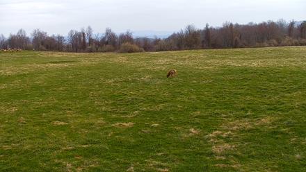 Tennessee Elk Live Webcam - Mar 27, 2026, 8:09am EDT