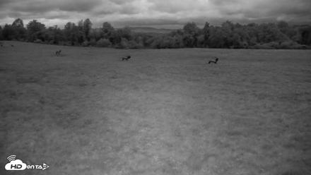 Tennessee Elk Live Webcam - Oct 16, 2026, 7:27pm EDT