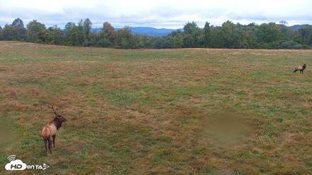 Tennessee Elk Live Webcam - Oct 17, 2026, 8:57am EDT