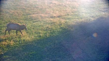 Tennessee Elk Live Webcam - Oct 23, 2025, 9:44am EDT