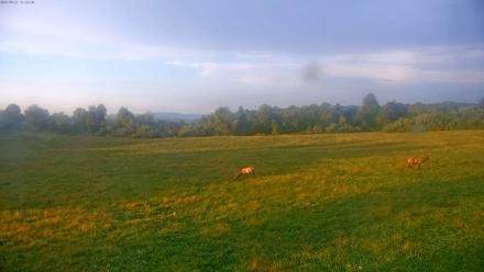 Tennessee Elk Live Webcam - Sep 21, 2025, 7:00pm EDT