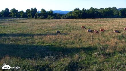 Tennessee Elk Live Webcam - Jun 23, 2026, 7:57pm EDT