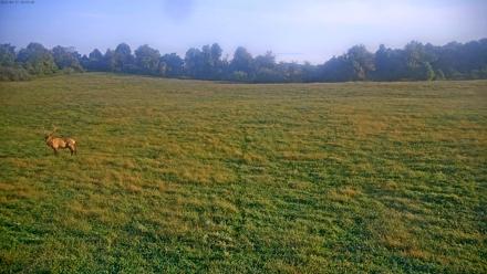 Tennessee Elk Live Webcam - Sep 17, 2025, 8:35am EDT