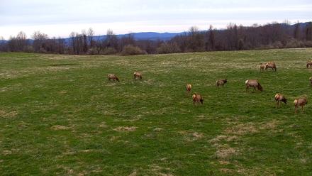 Tennessee Elk Live Webcam - Mar 24, 2026, 8:15am EDT