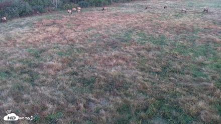 Tennessee Elk Live Webcam - Oct 22, 2026, 7:49am EDT